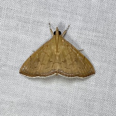 Hyalobathra crenulata
