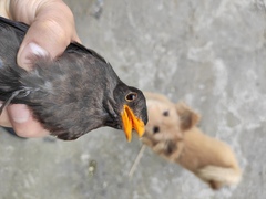 Turdus mandarinus