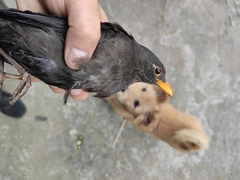 Turdus mandarinus