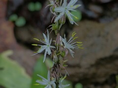 Chlorophytum borivilianum
