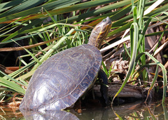 Trachemys ornata