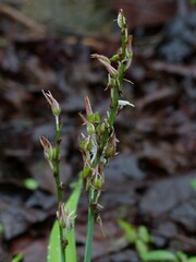 Chlorophytum borivilianum