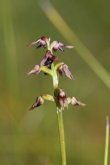 Genoplesium ruppii