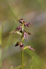 Genoplesium ruppii