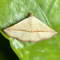 Eublemma perversicolor