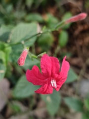 Ruellia elegans
