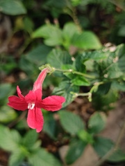 Ruellia elegans