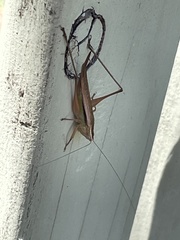 Conocephalus albescens