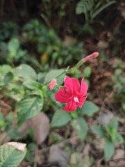 Ruellia elegans