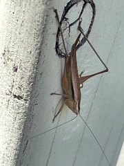 Conocephalus albescens