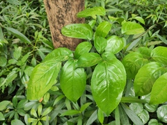 Heteropanax fragrans
