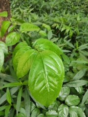 Heteropanax fragrans