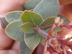 Arctostaphylos gabilanensis