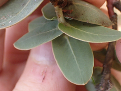 Arctostaphylos gabilanensis