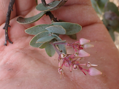 Arctostaphylos gabilanensis