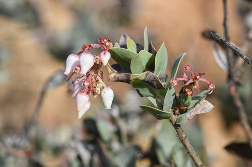 Gabilan Mountains manzanita (Arctostaphylos gabilanensis)