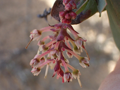 Arctostaphylos gabilanensis