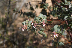 Arctostaphylos gabilanensis
