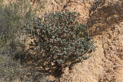 Arctostaphylos gabilanensis