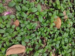 Sphagneticola trilobata