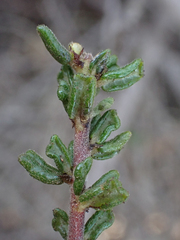 Ceanothus dentatus