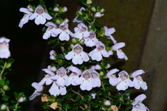 Prostanthera cuneata