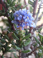 Ceanothus dentatus