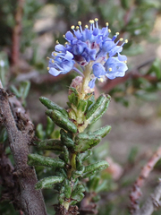 Ceanothus dentatus