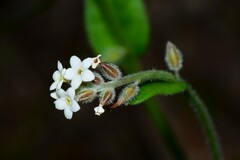 Myosotis australis
