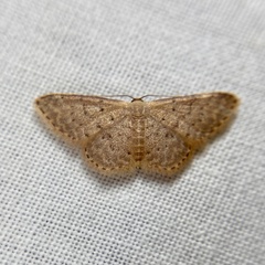 Idaea trissorma