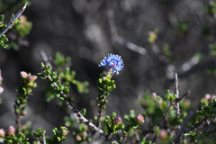 Ceanothus dentatus