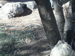 Trachylepis variegata