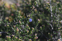 Ceanothus dentatus