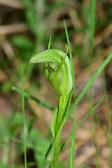 Pterostylis monticola