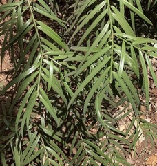 Afrocarpus falcatus