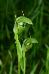 Pterostylis monticola