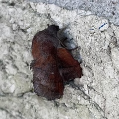 Phyllodesma occidentis