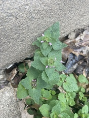 Lamium purpureum