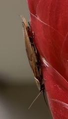 Balta bicolor