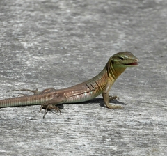Cnemidophorus murinus