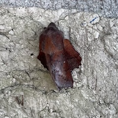 Phyllodesma occidentis