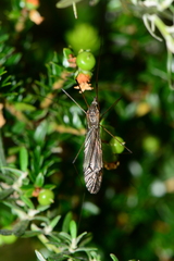 Acracantha sydneyensis