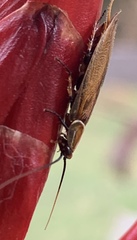 Balta bicolor