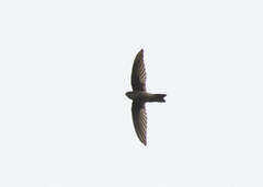 Aerodramus vanikorensis