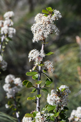 Ceanothus ferrisiae