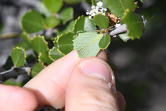 Ceanothus ferrisiae