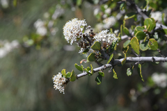 Ceanothus ferrisiae