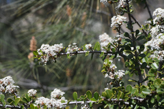 Ceanothus ferrisiae