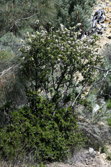 Ceanothus ferrisiae