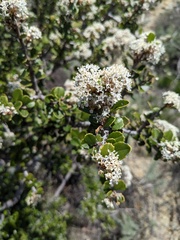 Ceanothus ferrisiae